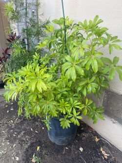 Schefflera Umbrella Plant 5 Gallon Pot