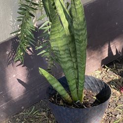 Snake Plants 