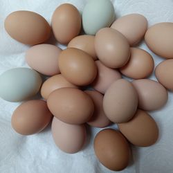 BACKYARD EGGS / NATURALLY RAISED