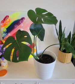 Large monstera plant in a 1-gal black plastic nursery pot (Outer white ceramic pot not included)
