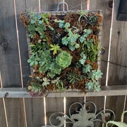 Succulent Box