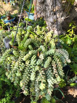 Doncky tail plants