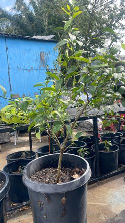 vendo limones persa  $120 sin semilla  y unos prkeños en $60
