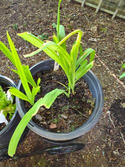 Crocosmia