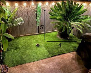 Sago Palm Tree w/ Planter