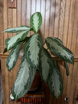 Aglaonema Chinese Evergreen Live Plant