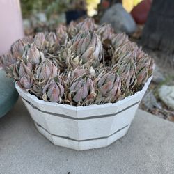 Heavy Planter With Succulents