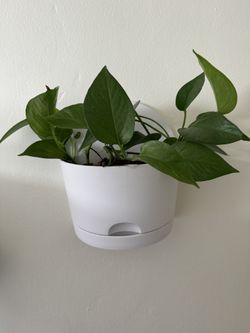 Wall Planter With Plant