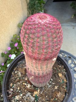 Pink Rainbow Cactus 🌵 Plant $25