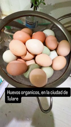 Organic eggs 🥚