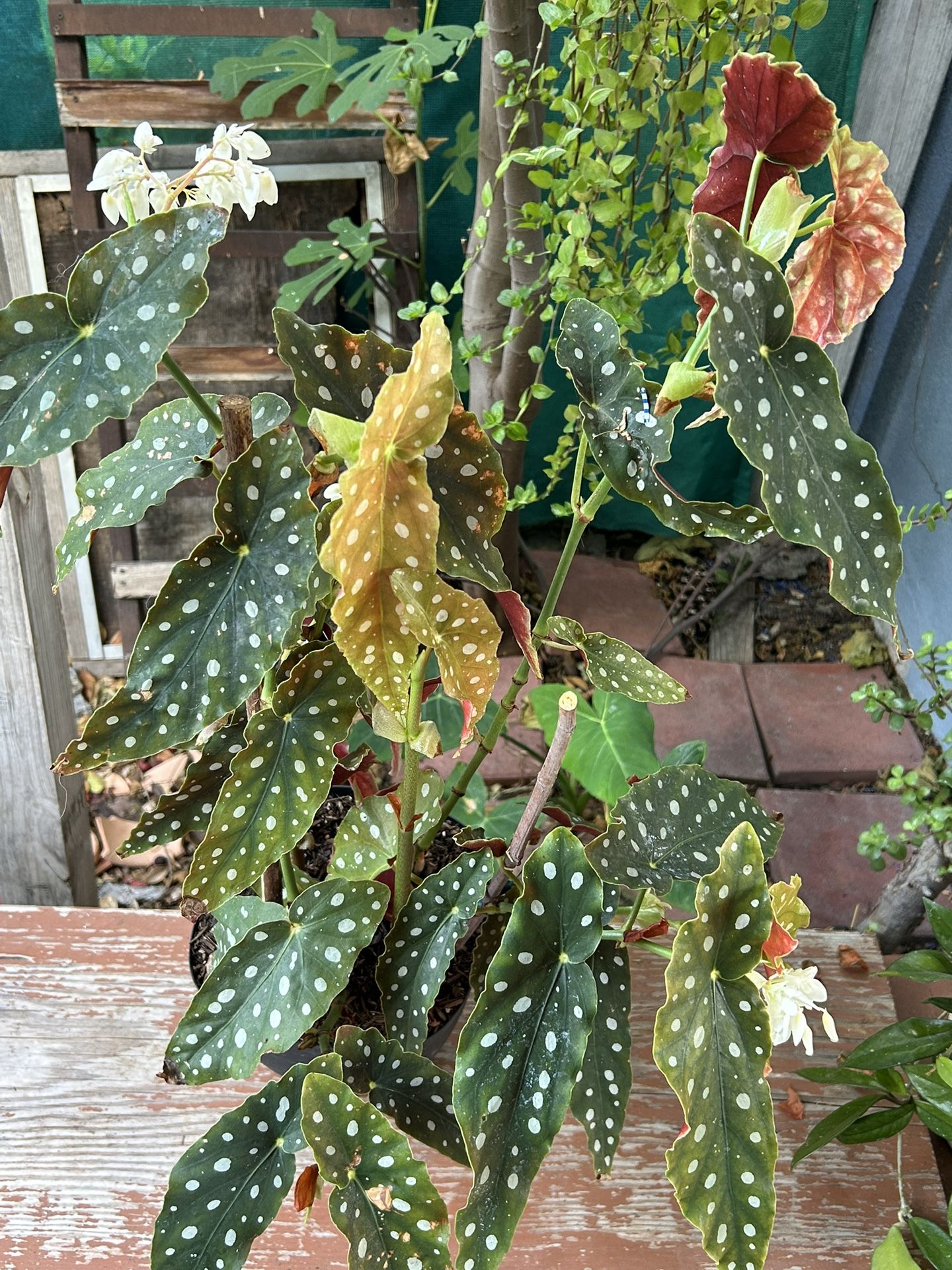 Begonias Plants Indoor Grande Está Floreando