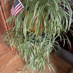 Spider Plant (pot is Not For Sale)