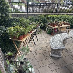 Moving Out Over 50 Plants Sale!