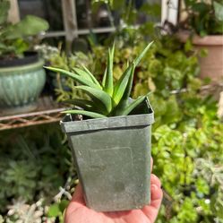 Cactus Succulent Plant 