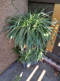 Spider Plant