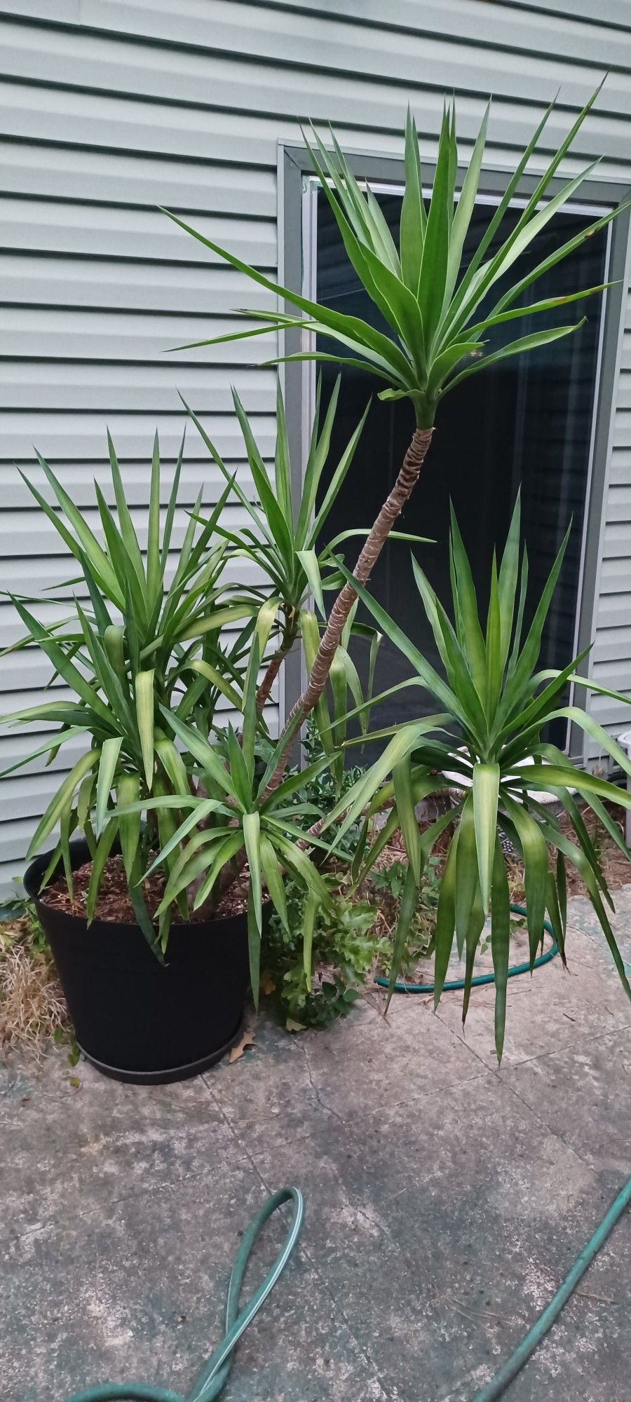 Extra Large House Plant