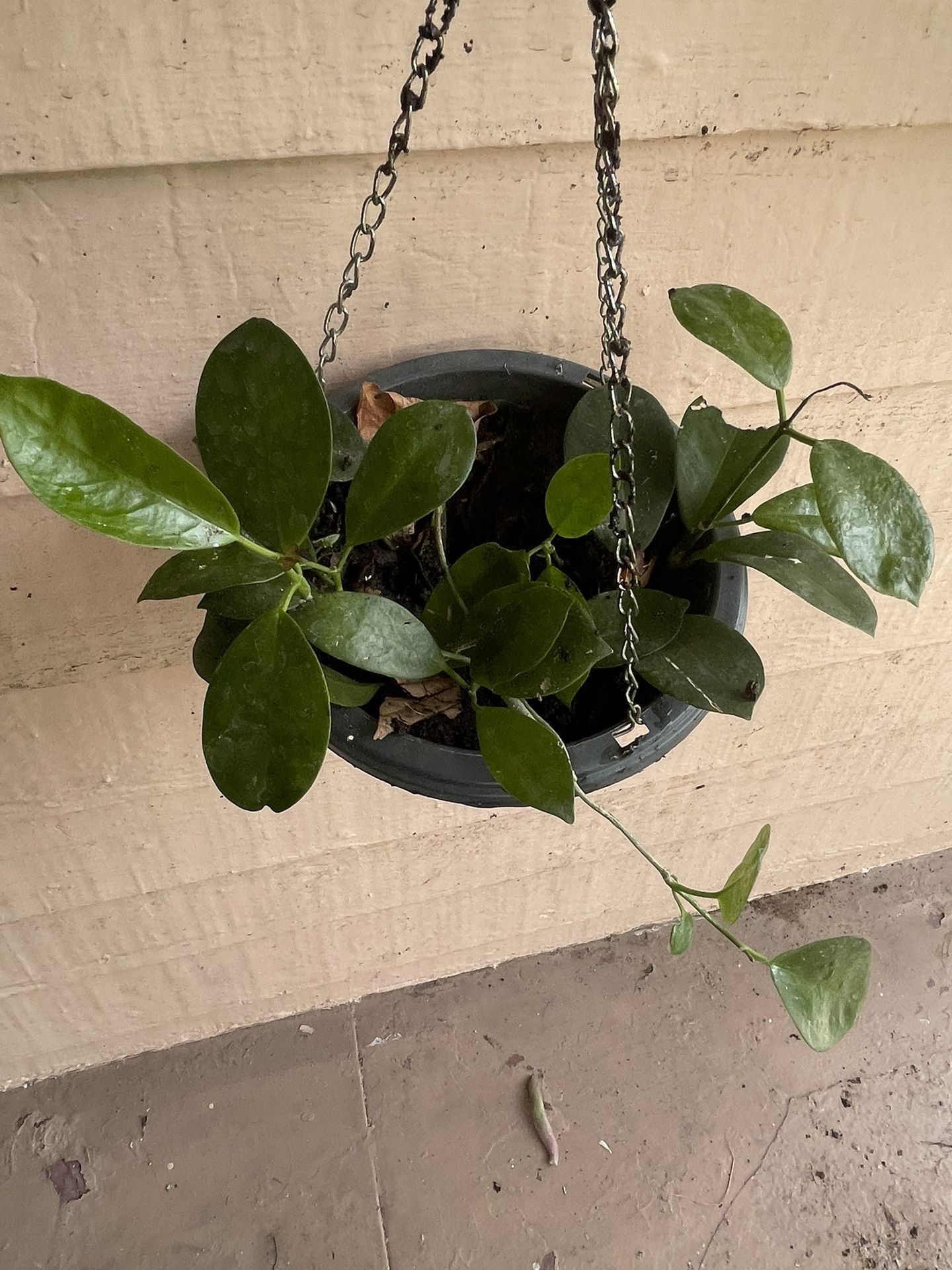 Hoya Australis Hanging Plant