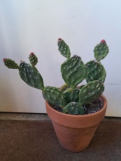 Cactus 🌵 