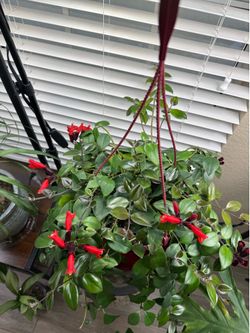 Live Lipstick Plant with Hanging basket (Please read full description)