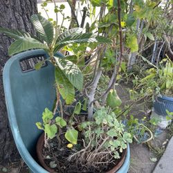 Loquat Green Tree In Big Planter With Wheel And Fig