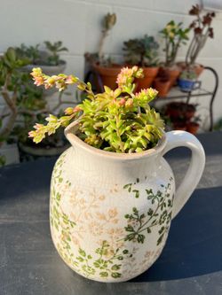 Succulent arrangement in a pitcher