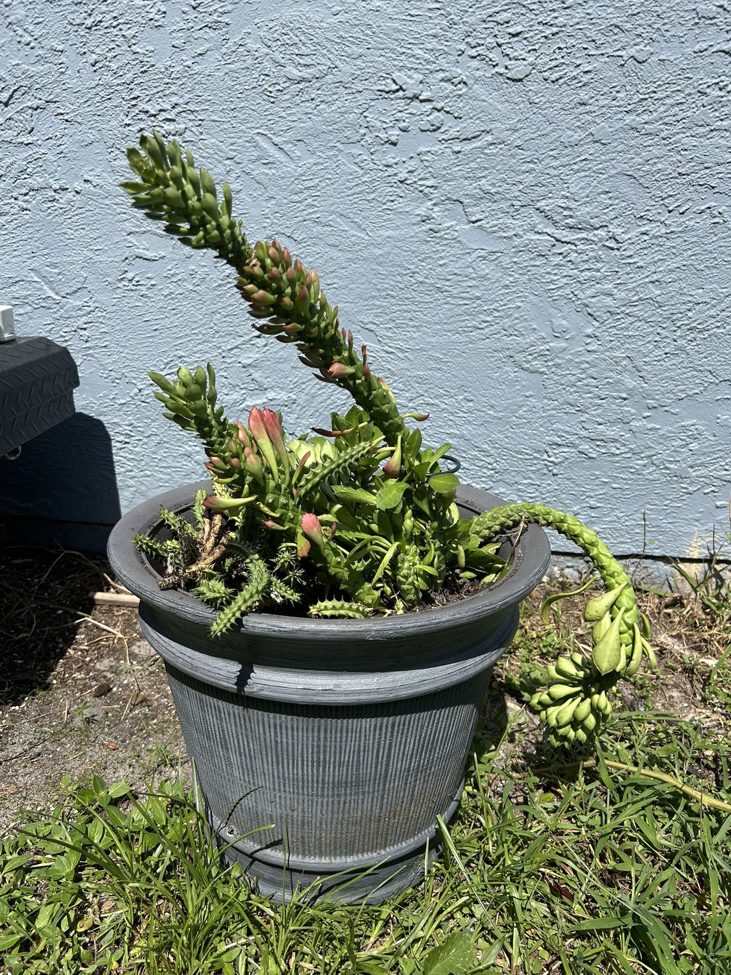 Potted Succulents and Pots