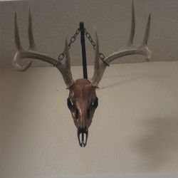 Deer Skull