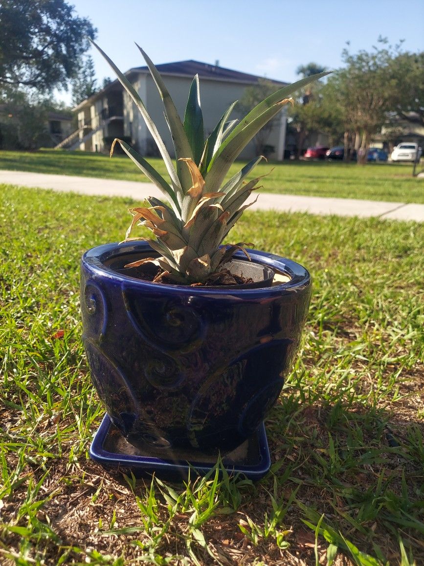 GORGEOUS Well Rooted Pineapple Plant In Blue Ceramic Pot All For Only $15!!!