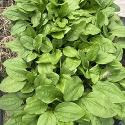 PLANTAIN PLANTS AND OTHER FRUIT TREES