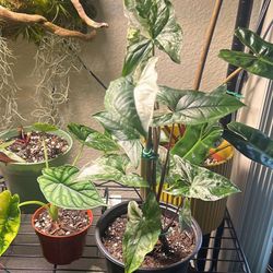 Syngonium Albo Variegated