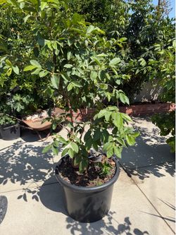Thai seedless guava tree Airlayed in 25 gallons