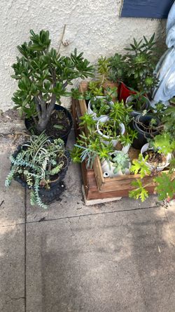 12 Potted Succulents Only $20 All