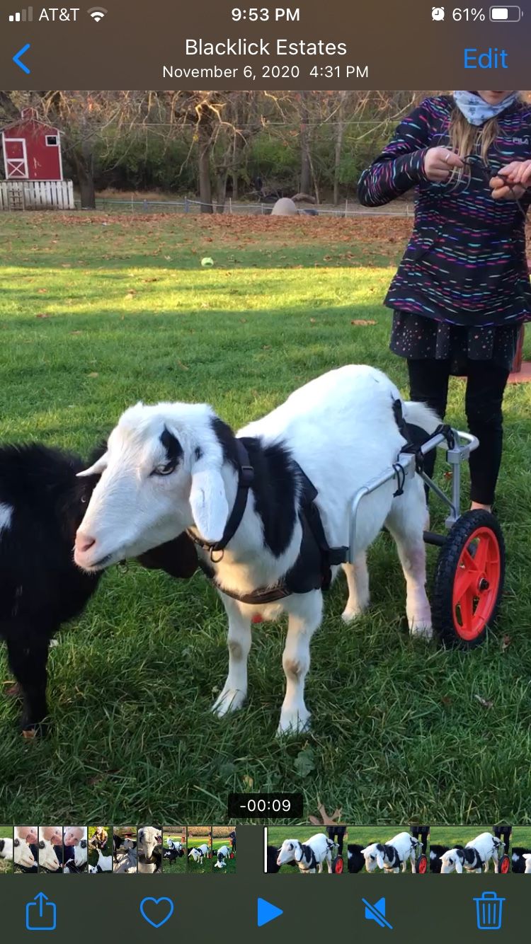 Large to XL dog wheelchair