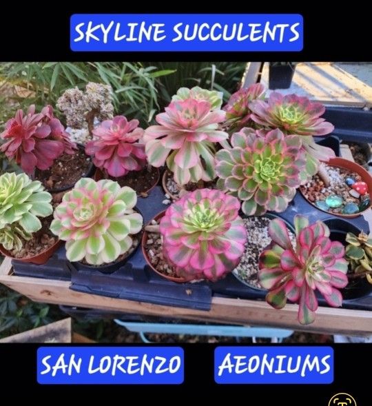 PLANT SALE SUNDAY IN SAN LORENZO SKYLINE SUCCULENTS