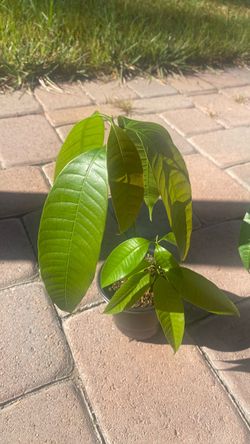 Mango seedlings