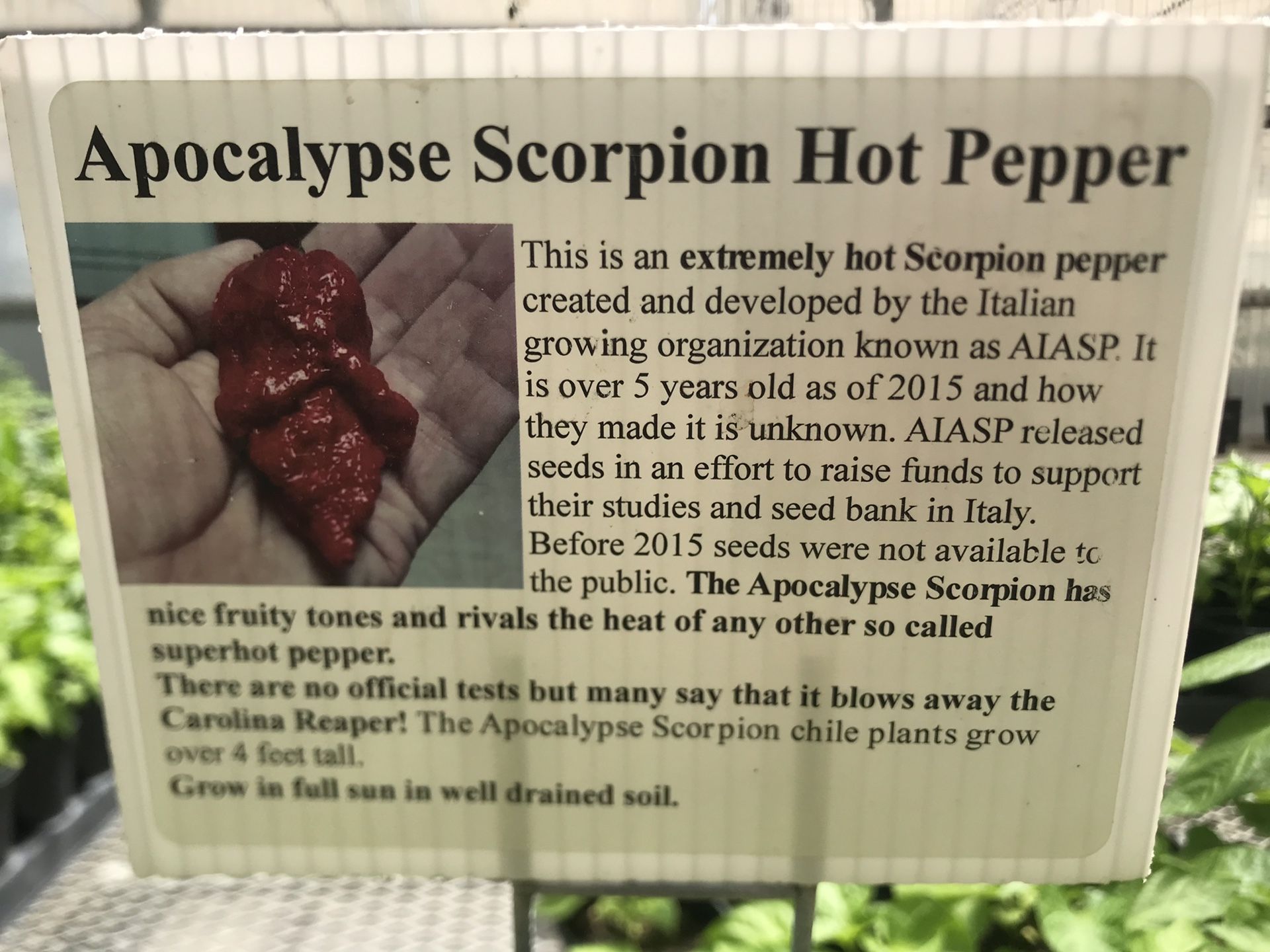 Super hot pepper plants