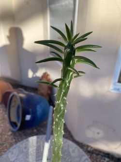 Eve’s Needle Cactus