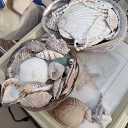 Shells Set 