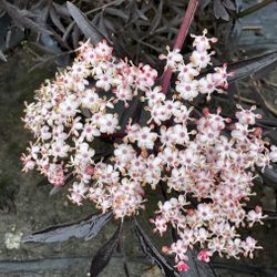 Elderberry 'Eva'