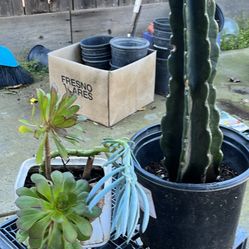 Love ❤️ Plants. Total Of 3 Difference Kind Of Plants 