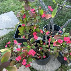 Corona De Cristo  Plant 