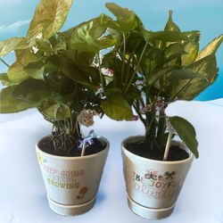 Plants For Someone Special  2 X $30.00