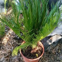 Palm Tree Plant (RED DESCRIPTION BEFORE SENDING A MESSAGE