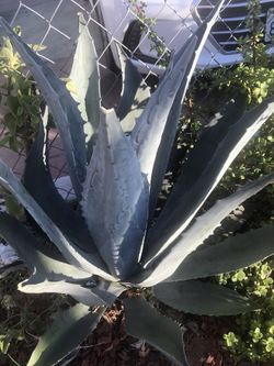Suculentas Cactus Agaces Grandes Diferente Precio