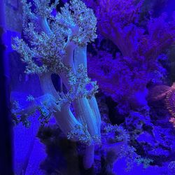 Green kenya Tree Fake Coral Aquarium Decoration