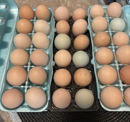 Fresh Eggs