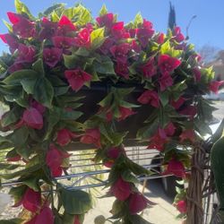 Hanging Flower Plant $25 each Garage sale on 3/21 to 3/22 @ 9am to 4pm Mt Wilson Court, Antioch.