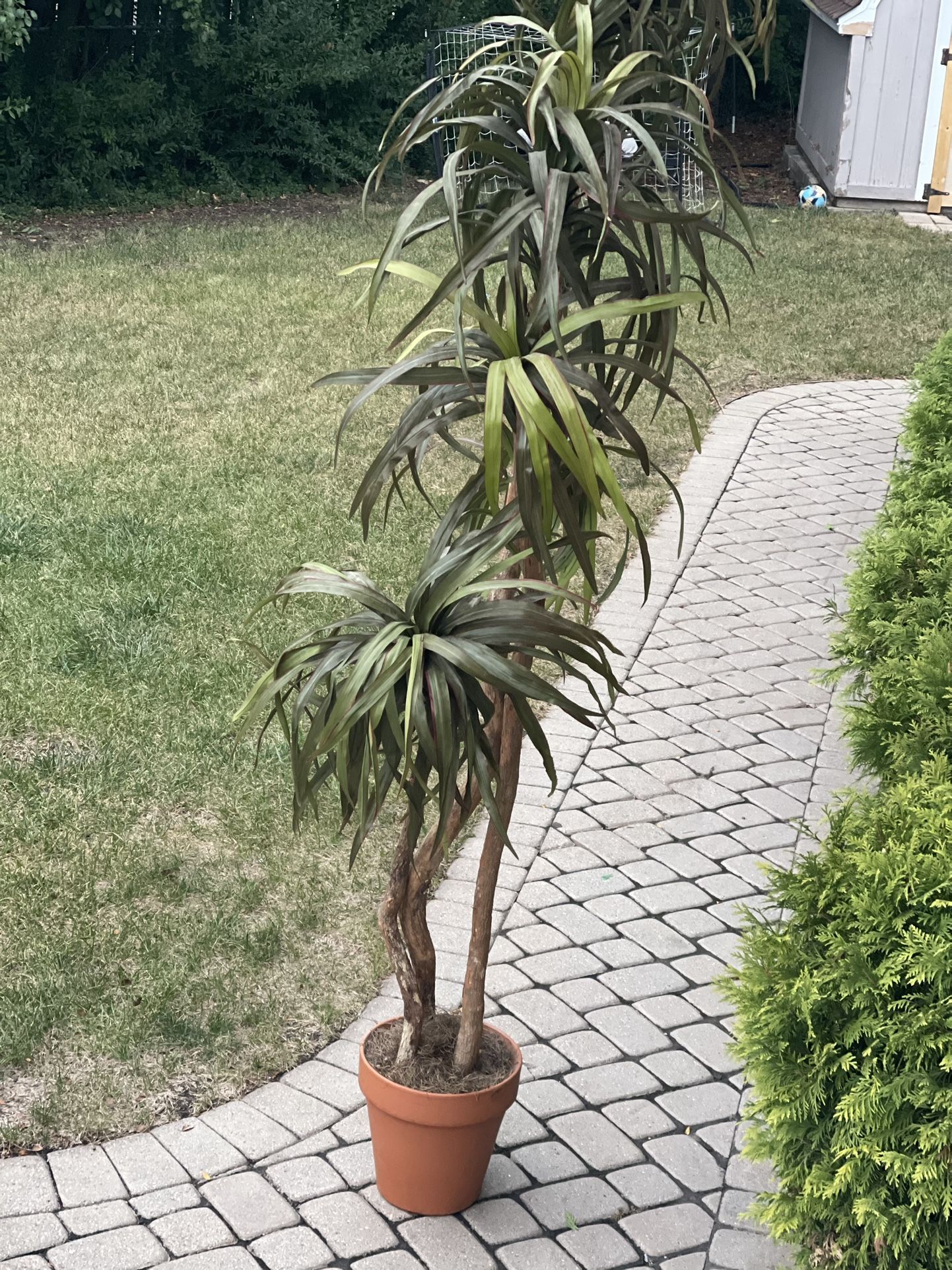 Nearly Natural Yucca Silk Tree only cash