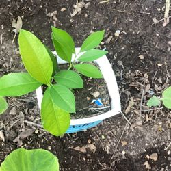 Mayer Limon Plant 