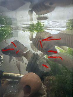 Aquarium decor